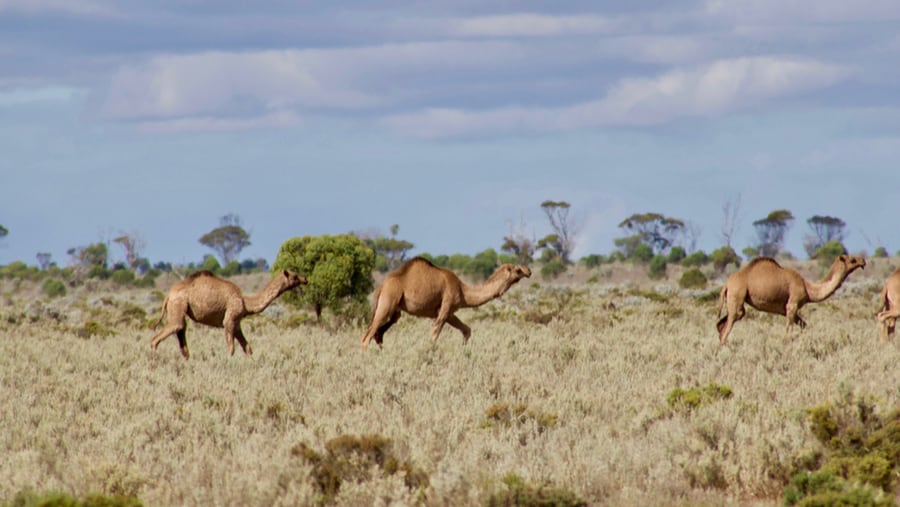 Getting the hump – Australia’s problem with feral camels - bdhSterling